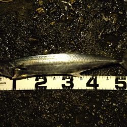 サゴシカッター連発